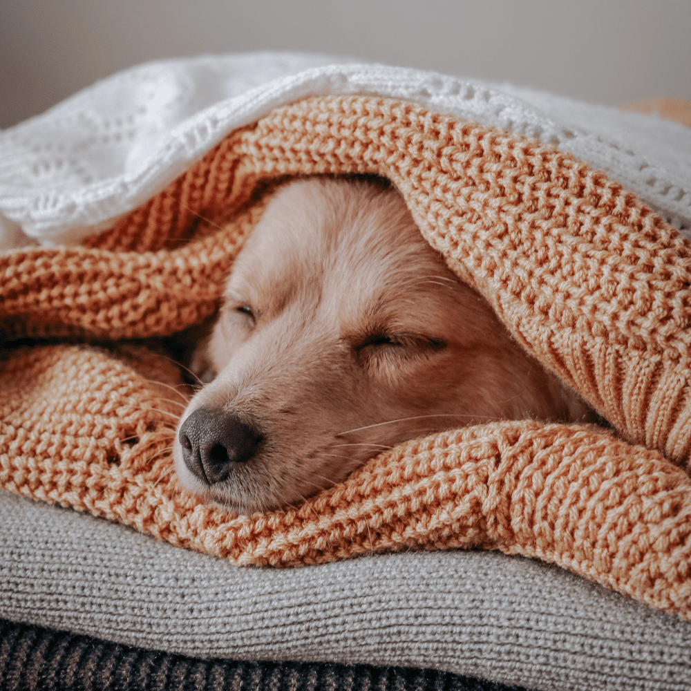 Les meilleures positions pour que vos animaux dorment confortablement