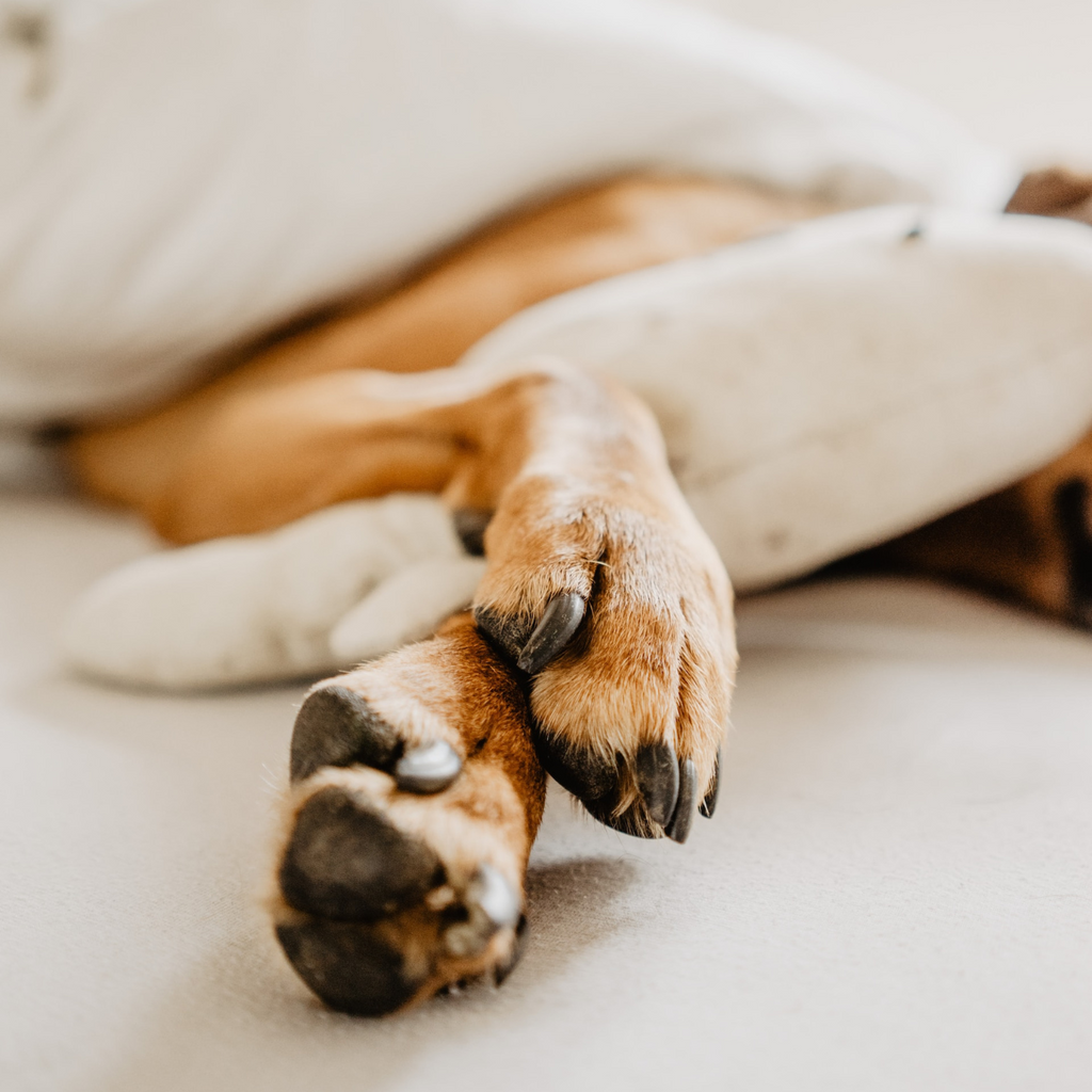 Les erreurs les plus fréquentes en matière de sommeil pour les chiens et les chats et comment les corriger