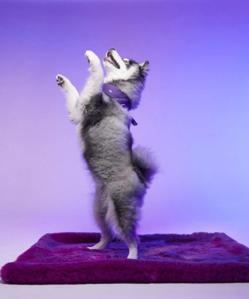 The world of Le Tapis Rouge Paris - High quality carpets designed for our pets