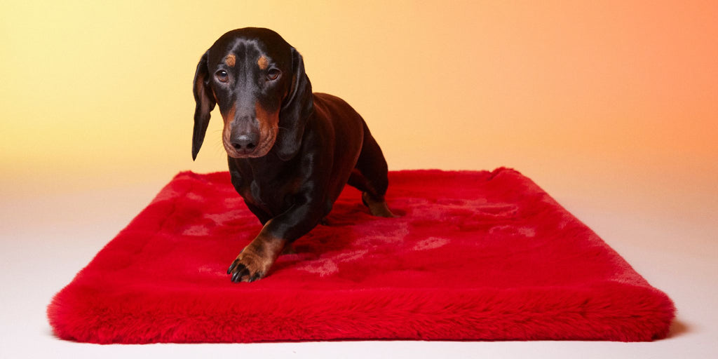 Le Tapis Rouge Paris - Marque de Tapis de luxe en fourrure synthétique pour chien et chat