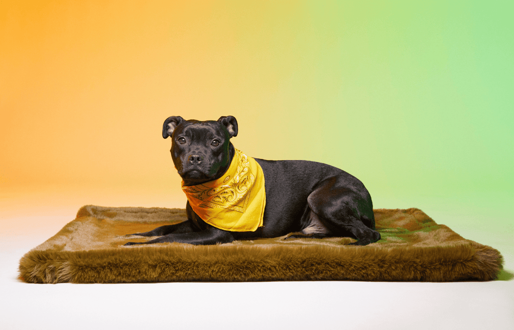 Le Tapis Rouge Paris - Carpet CAMO VIBE COLLECTION TOKIDOKI 7